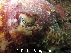 This common cuttlefish was hovering motionless in the wat... by Dieter Stegemann 